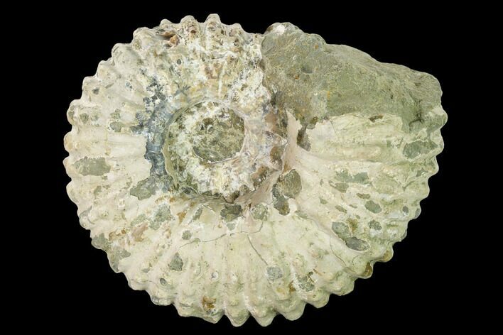 4.5" Bumpy Ammonite (Douvilleiceras) Fossil - Madagascar